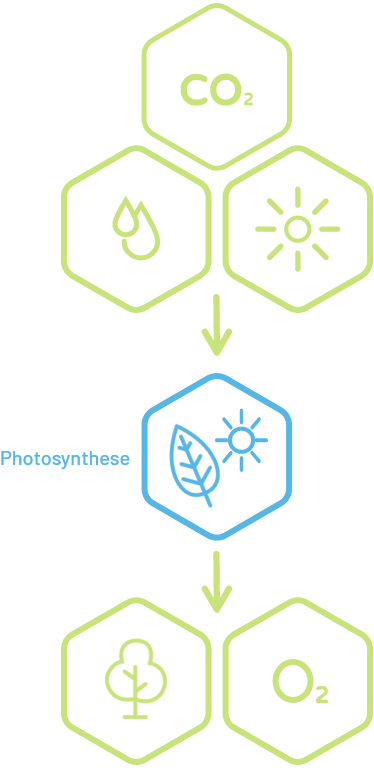 The natural process of cellulose formation.