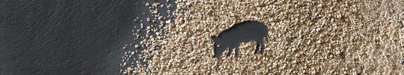 ARBOCEL®
The Natural Crude Fiber Concentrate for Piglets