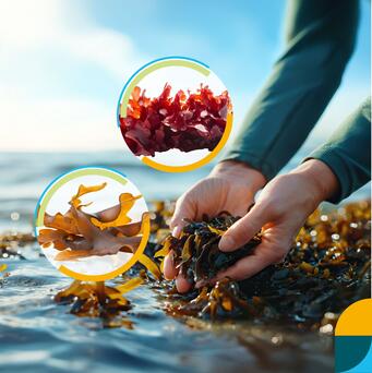 The Case of Alginate and Carrageenan