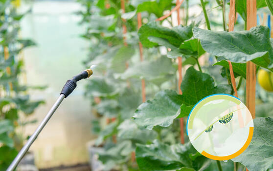 Avoid rinse-off with JRS VIVAPUR®