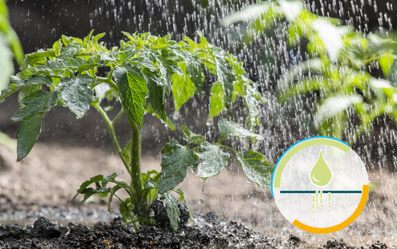 Organic wetting agent for peat-based substrates